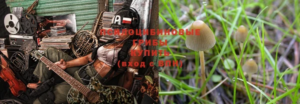 прущие грибы Гусев